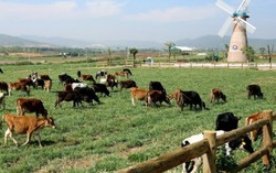 F&N Dairy đăng ký mua hơn 17,4 triệu cổ phiếu của Vinamilk sau nhiều lần mua không thành